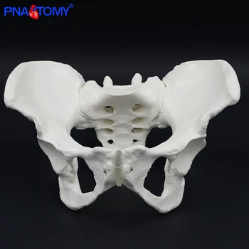 Модел на Женски Таз в реален размер, Модел на Човешкия Скелет, Проба Анатомията на Скелета на Бедрата, Медицински Инструмент, Използван Училище 1:1, Лобковый Скелет